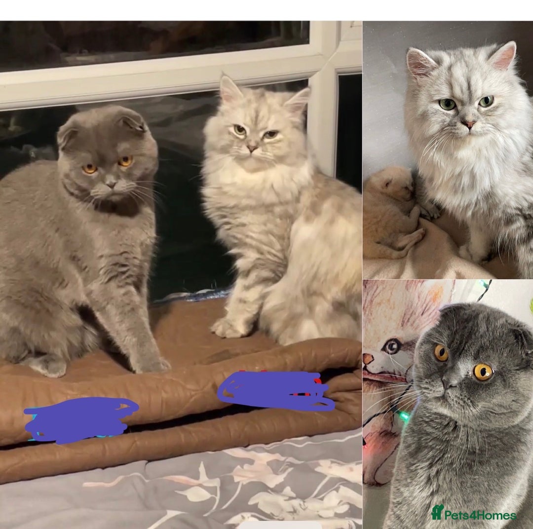 Persian cats for sale: Female and Male cat for Rehome.  - Advert 1
