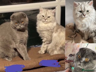 Persian cats Female and Male cat for Rehome. - Advert 3