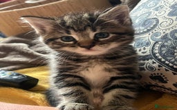 Mixed Breed cats for sale: 6 Kittens for sale - Image 3
