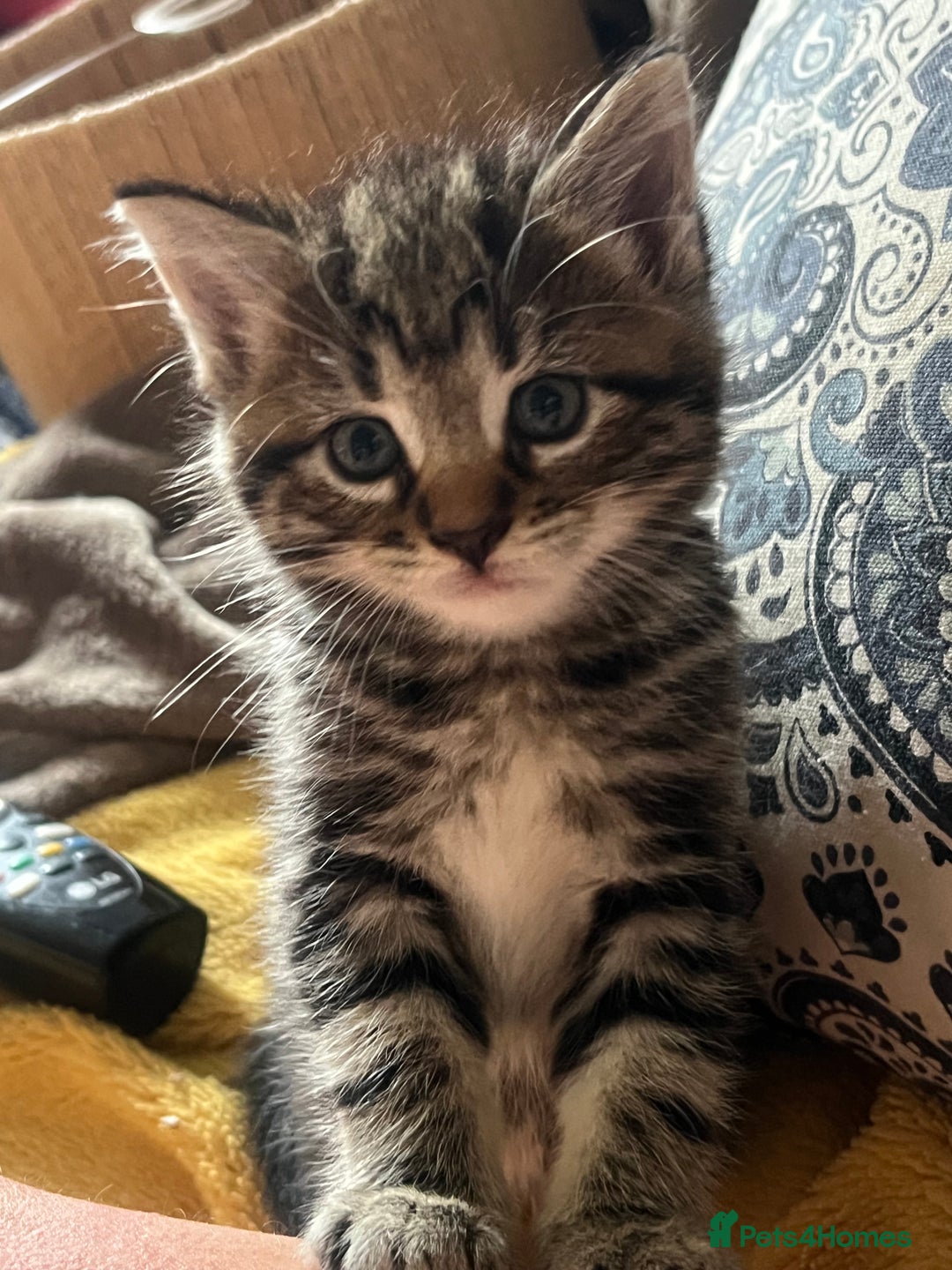 Mixed Breed cats for sale: 6 Kittens for sale - Image 3