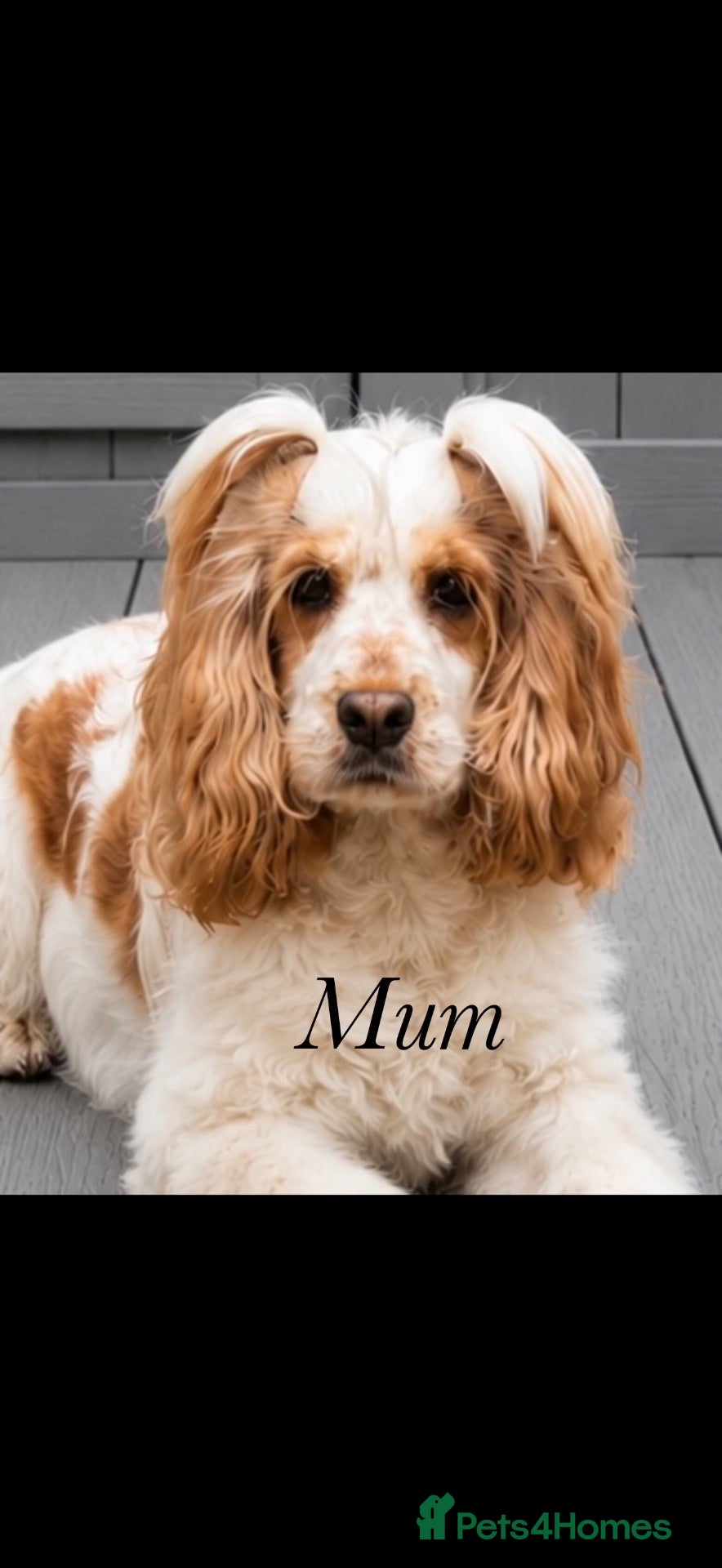 Cocker Spaniel dogs 🐾READY 30/09 KC Show Cocker Spaniels available 🐾 - Advert 2