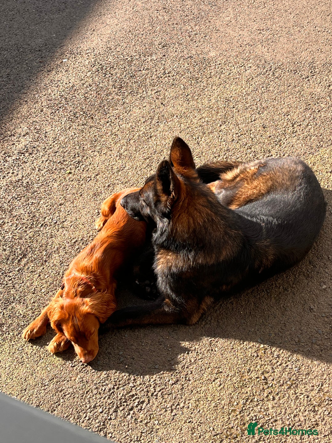 German Shepherd dogs for sale: KC Reg bitch Family Dog - Advert 4