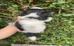 Shih Tzu dogs for sale: Shih tzu pups for sale  - Image 8
