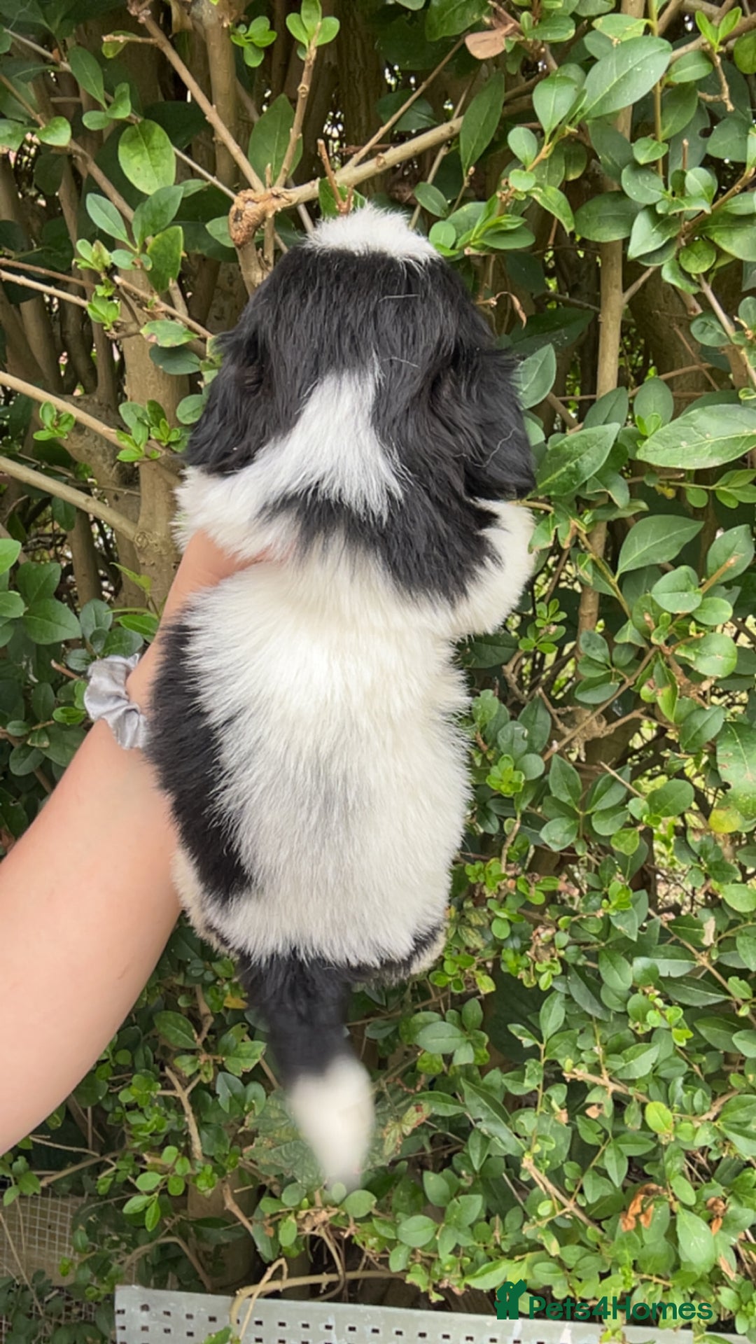 Shih Tzu dogs for sale: Shih tzu pups for sale  - Image 8