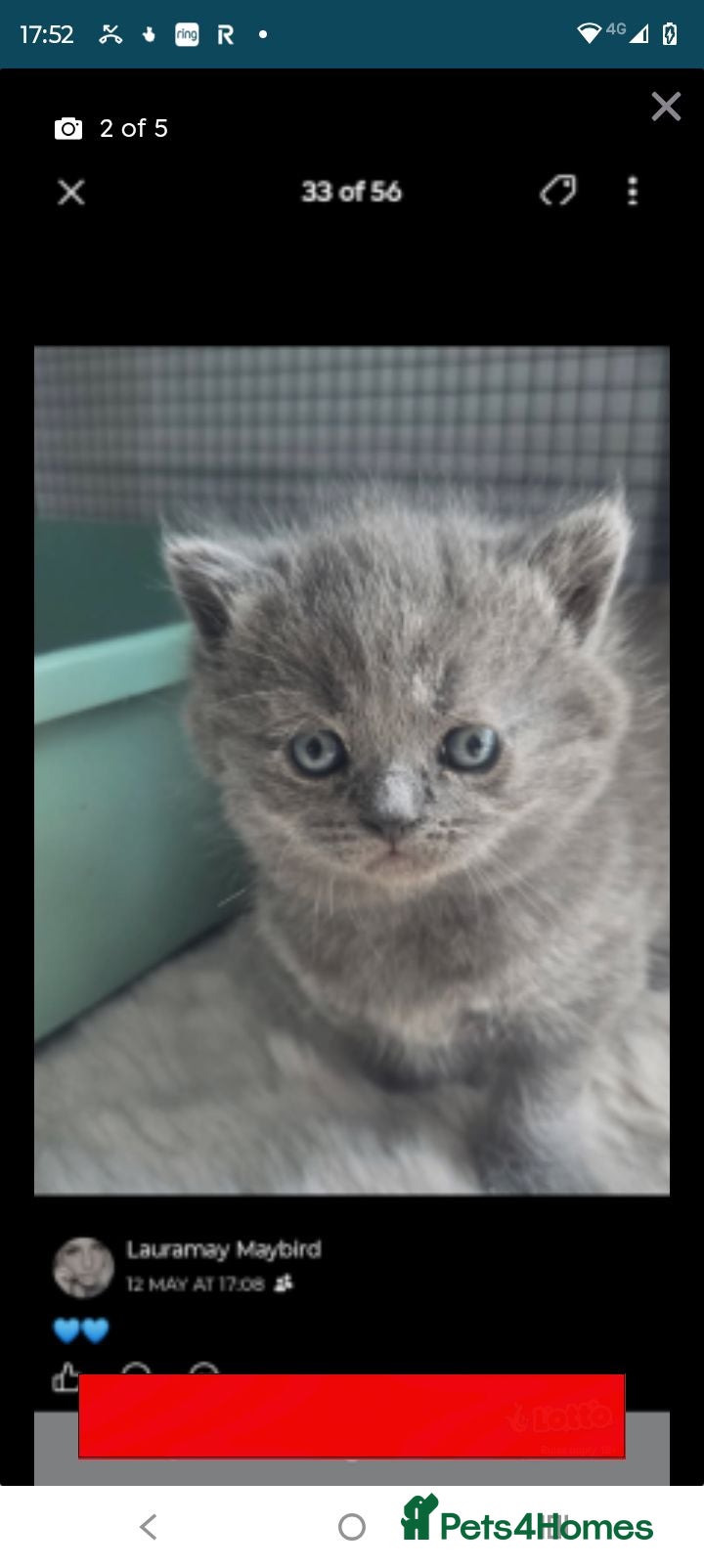 British Shorthair cats British blues  - Advert 2