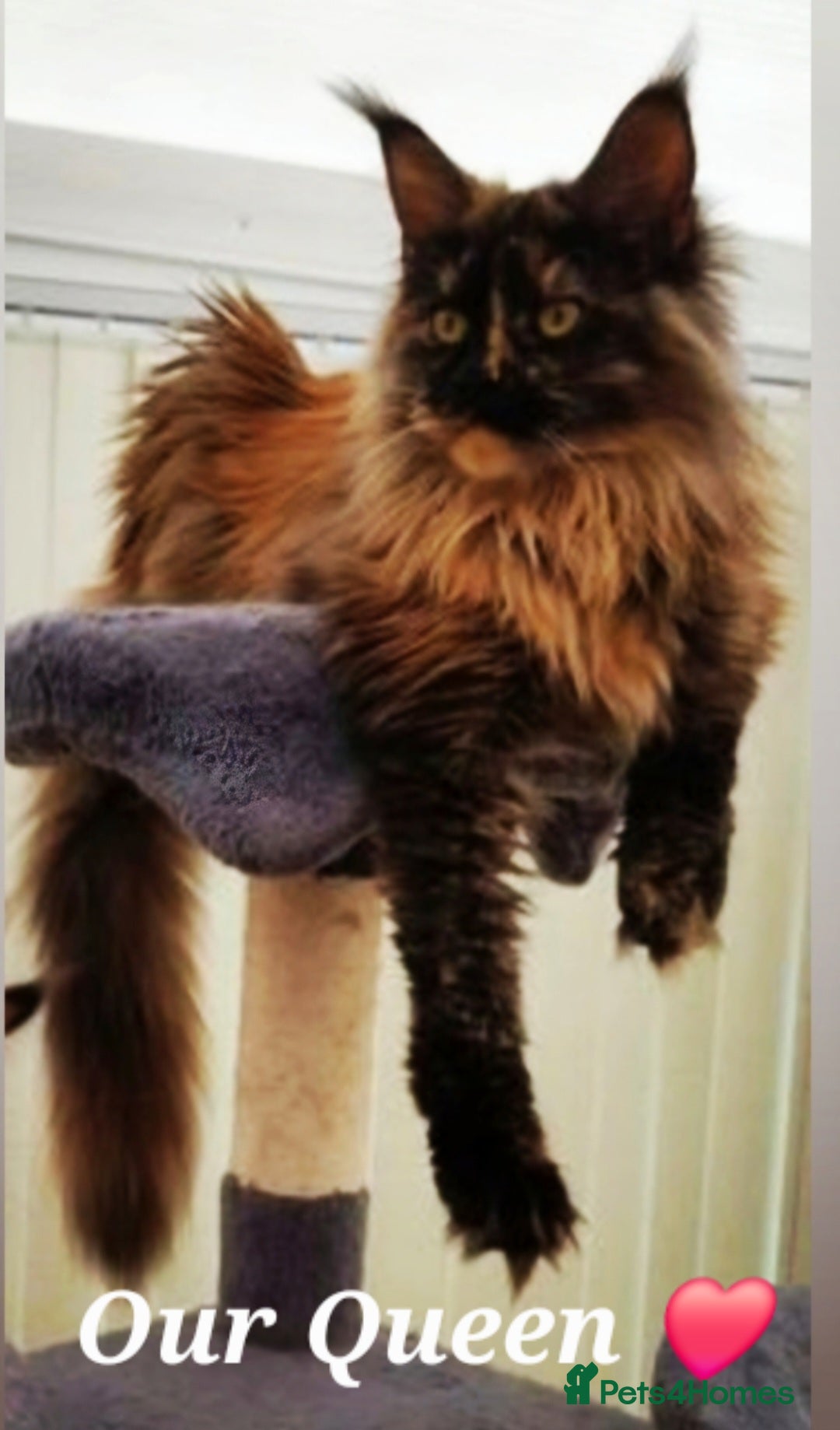 Maine Coon cats Stunning maine coon kittens  - Advert 1