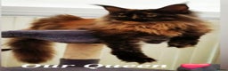 Maine Coon cats for sale: Stunning maine coon kittens  - Advert 1