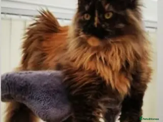 Maine Coon cats Stunning maine coon kittens - Advert 10