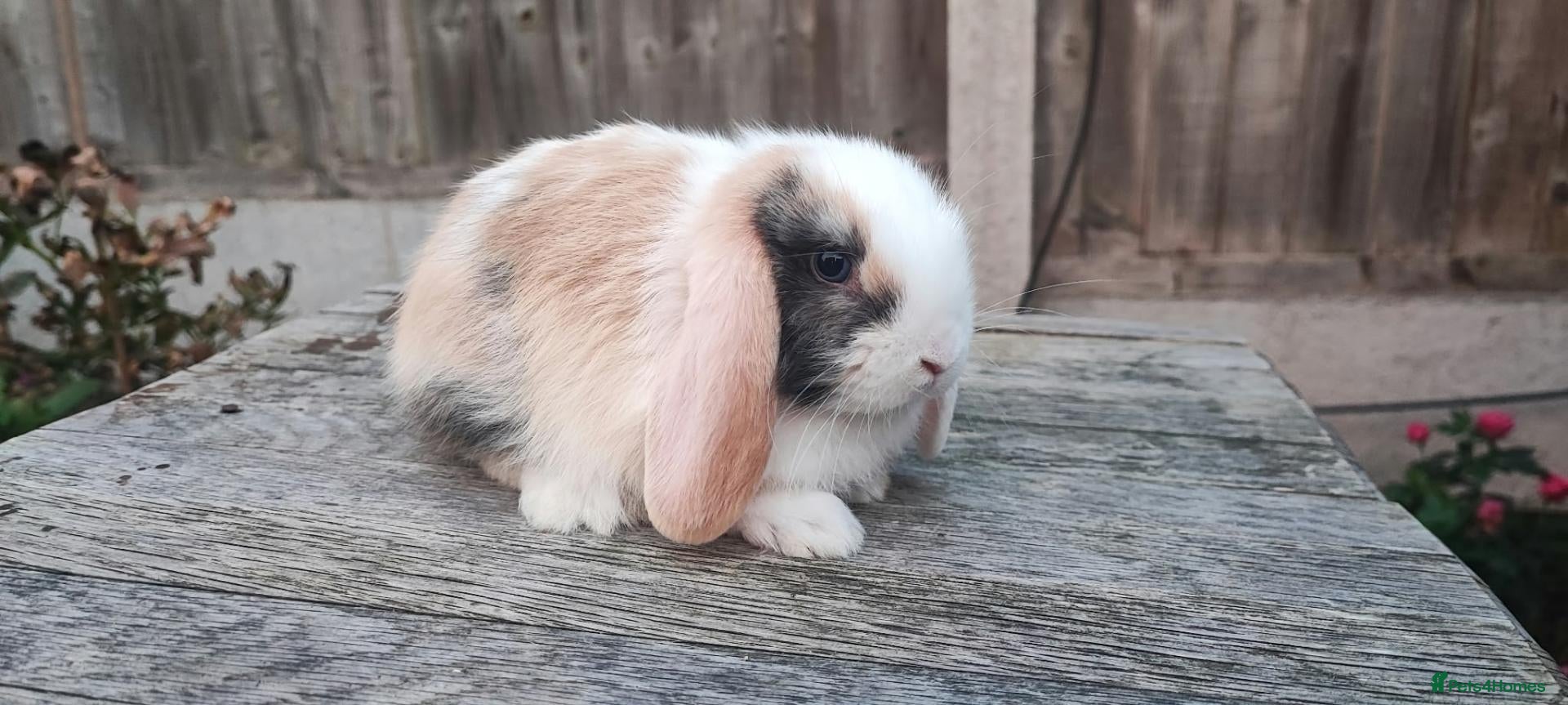 Mini Lop rabbits Minilop bunnies and Adult Female  - Advert 1