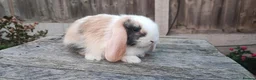 Mini Lop rabbits for sale: Minilop bunnies and Adult Female  - Advert 7