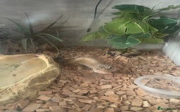 Gecko reptiles for sale: Leopard gecko  - Image 2