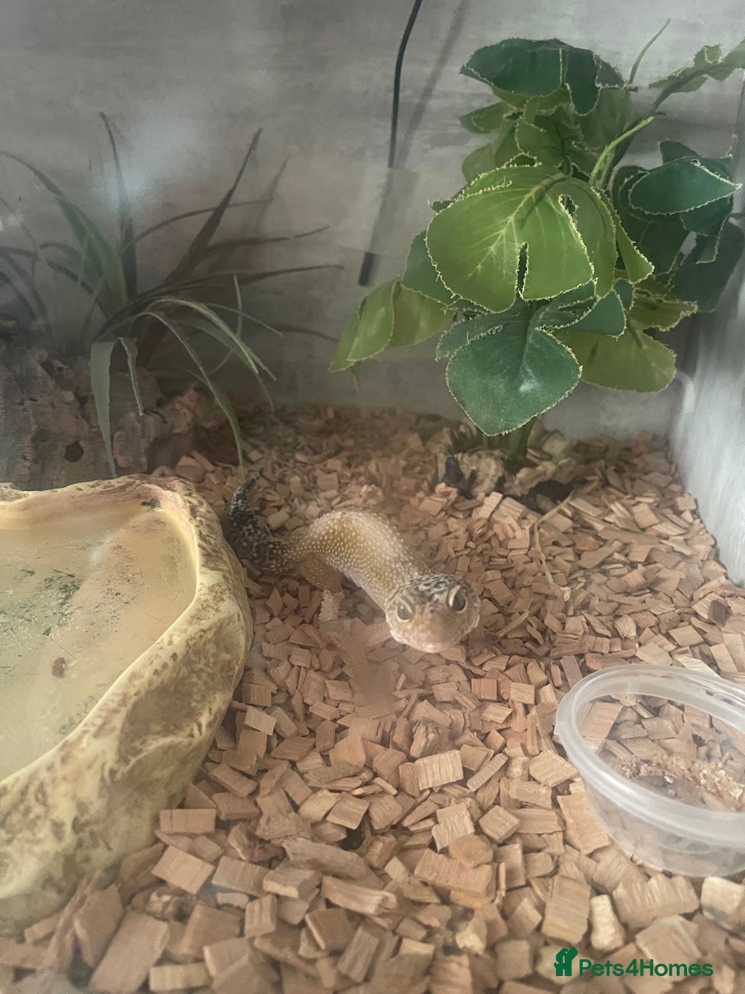 Gecko reptiles for sale: Leopard gecko  - Image 2