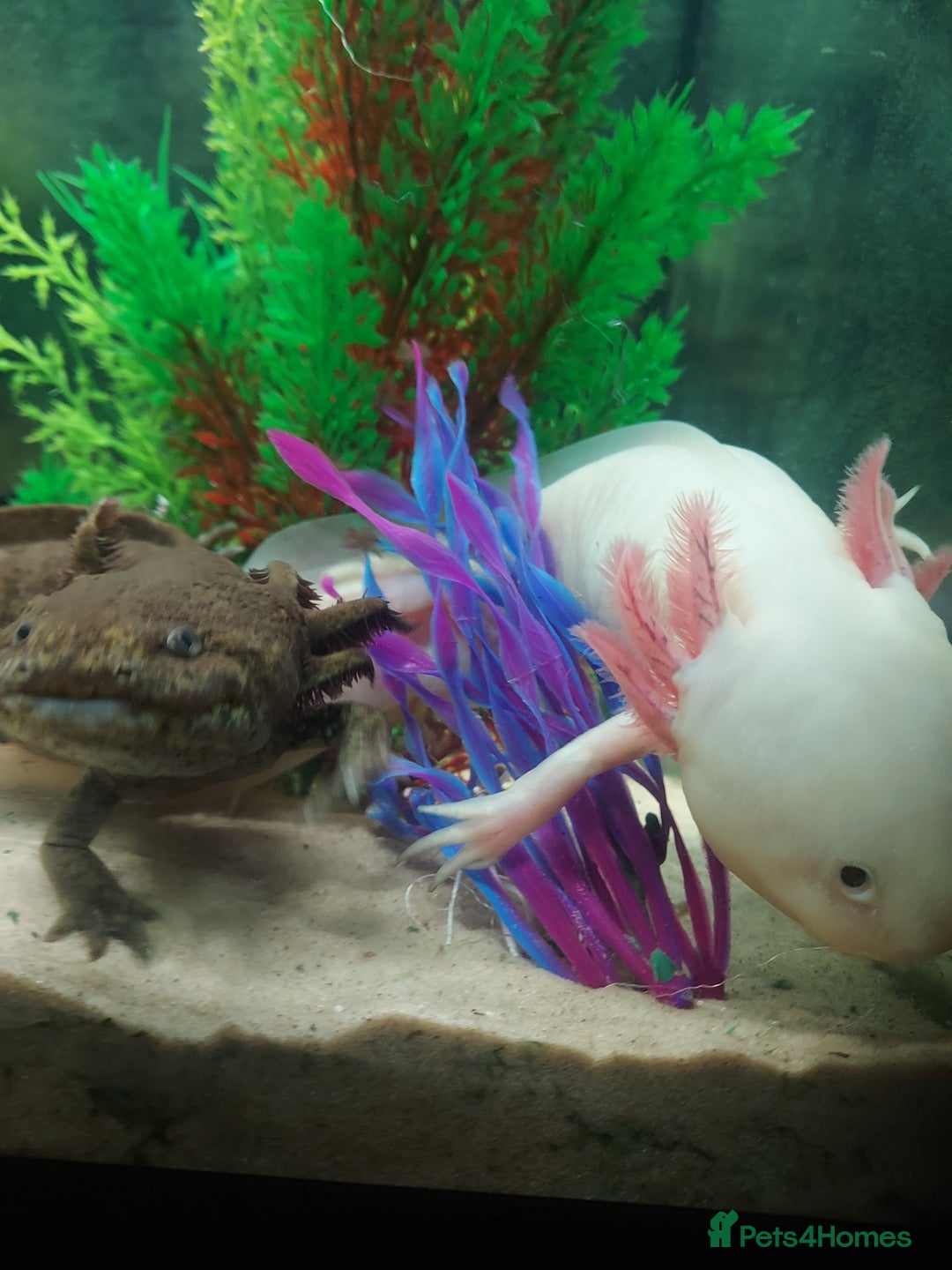 Axolotl reptiles for sale: Two healthy male axolotls, leucisistic and Wild - Advert 10