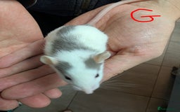 Rat rodents for sale: Baby Male and Female Rats - Advert 6
