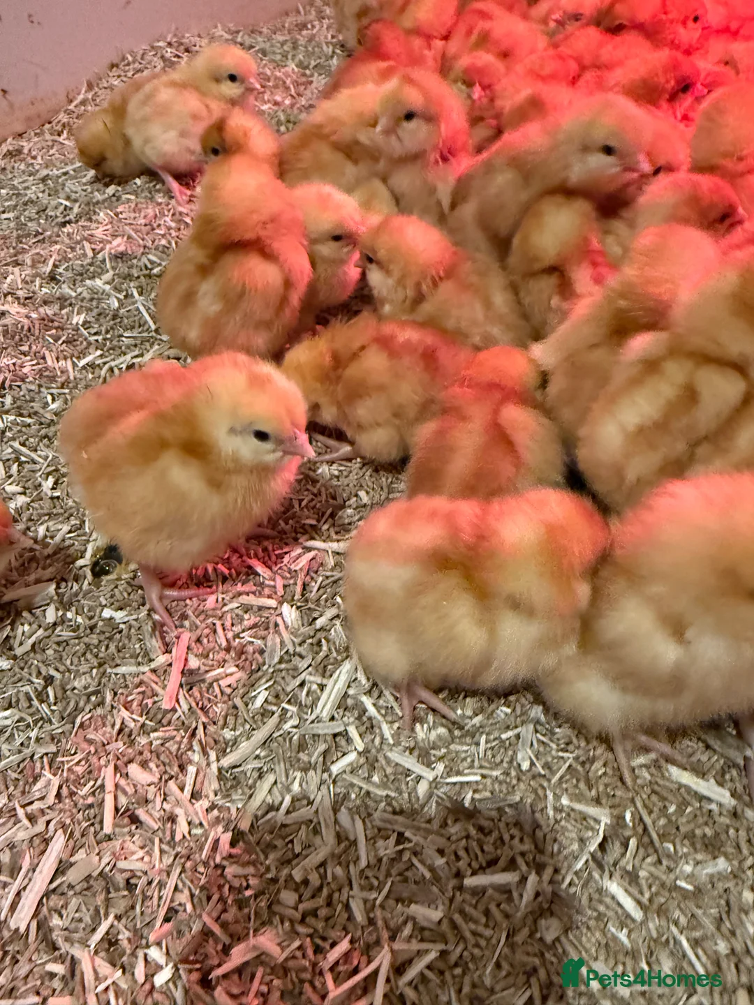 Chickens poultry for sale: Warren hybrid female chicks  - Advert 1