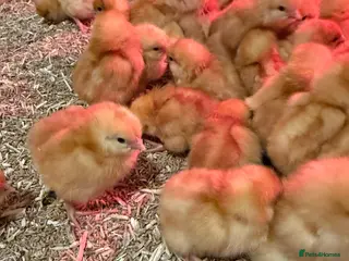 Chickens poultry Warren hybrid female chicks - Advert 1