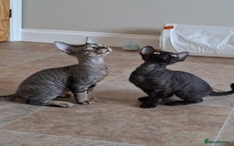 Devon Rex cats for sale: Devon Rex Kittens  - Image 7