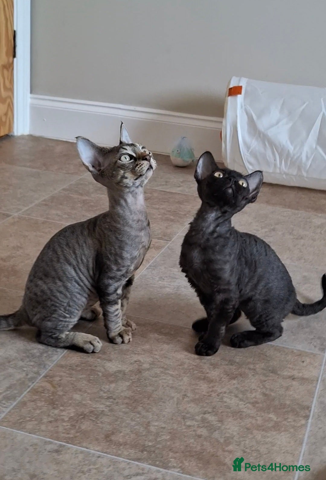 Devon Rex cats for sale: Devon Rex Kittens  - Image 7