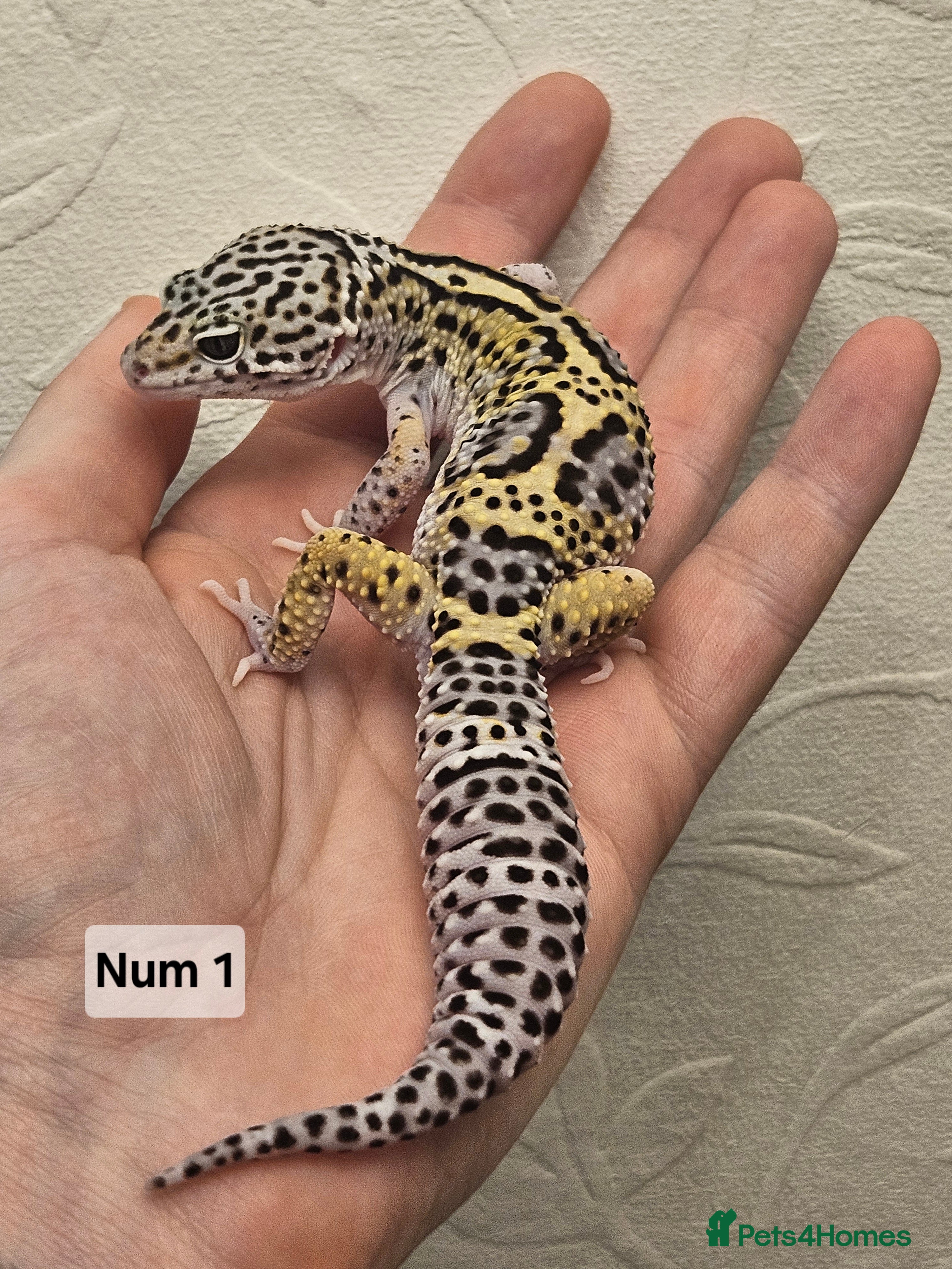Leopard Gecko reptiles Leopard geckos babies various morphs  - Advert 10