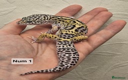 Leopard Gecko reptiles for sale: Leopard geckos babies various morphs  - Image 1