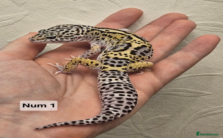 Leopard Gecko reptiles - Advert 1