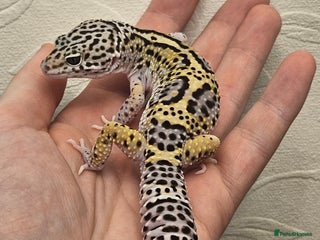 Leopard Gecko reptiles Leopard geckos babies various morphs - Advert 1