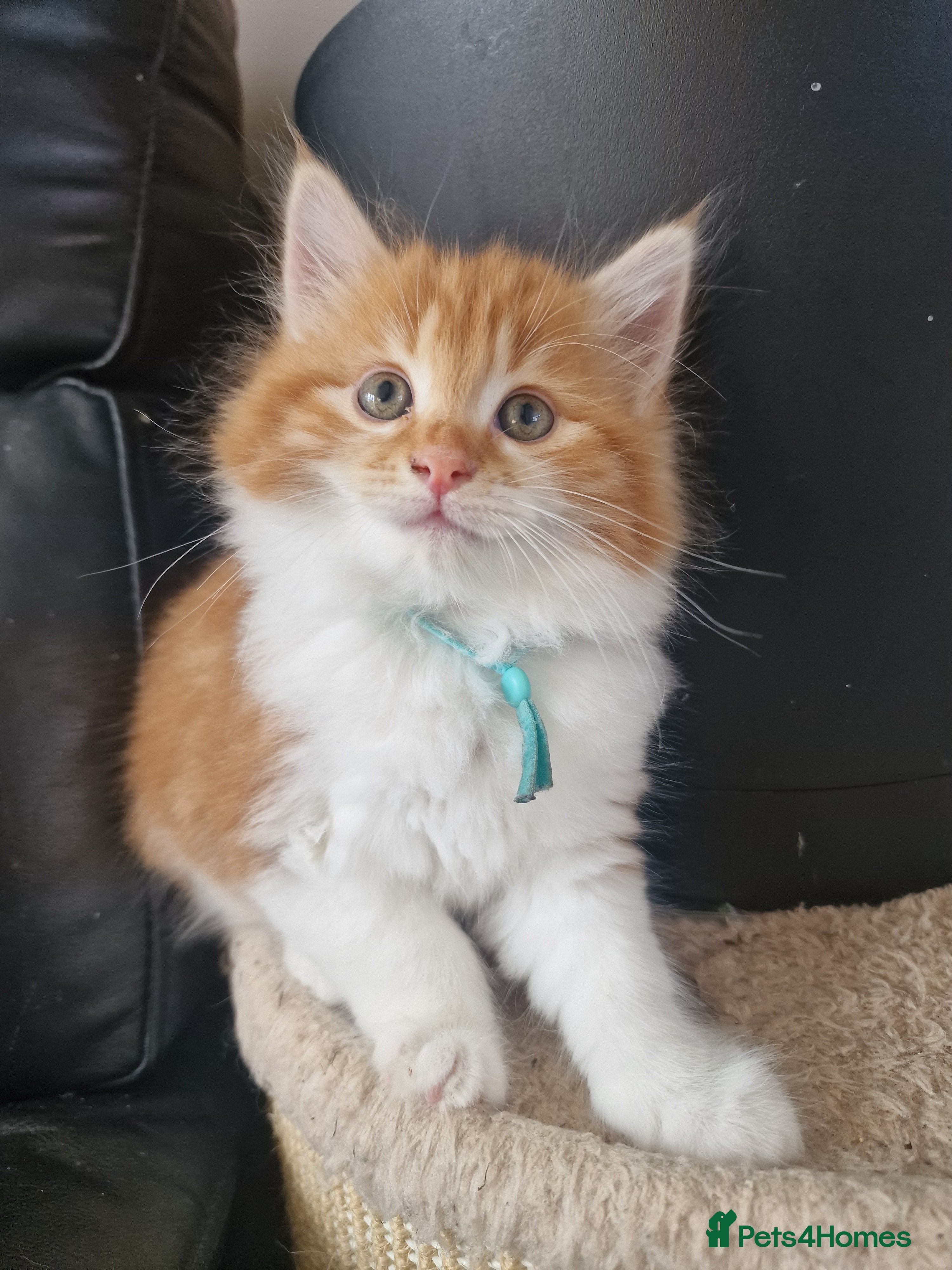Norwegian Forest Cat cats Beautiful ginger Norwegian Forest fluffy kittens  - Advert 2