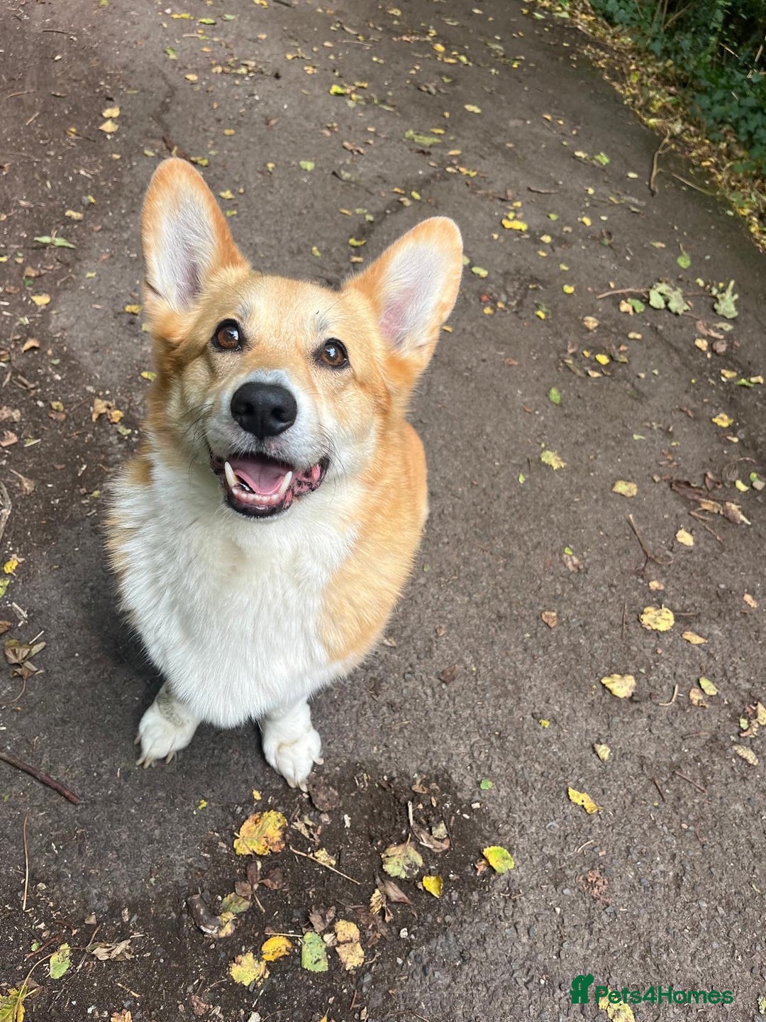 Welsh Corgi Pembroke dogs for sale: 5yo reactive Corgi needs loving, experienced owner - Advert 1