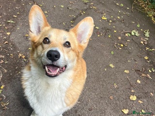 Welsh Corgi Pembroke dogs 5yo reactive Corgi needs loving, experienced owner - Advert 1