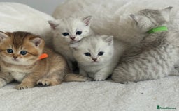 British Shorthair cats for sale: GCCF silver and golden shaded - Image 7