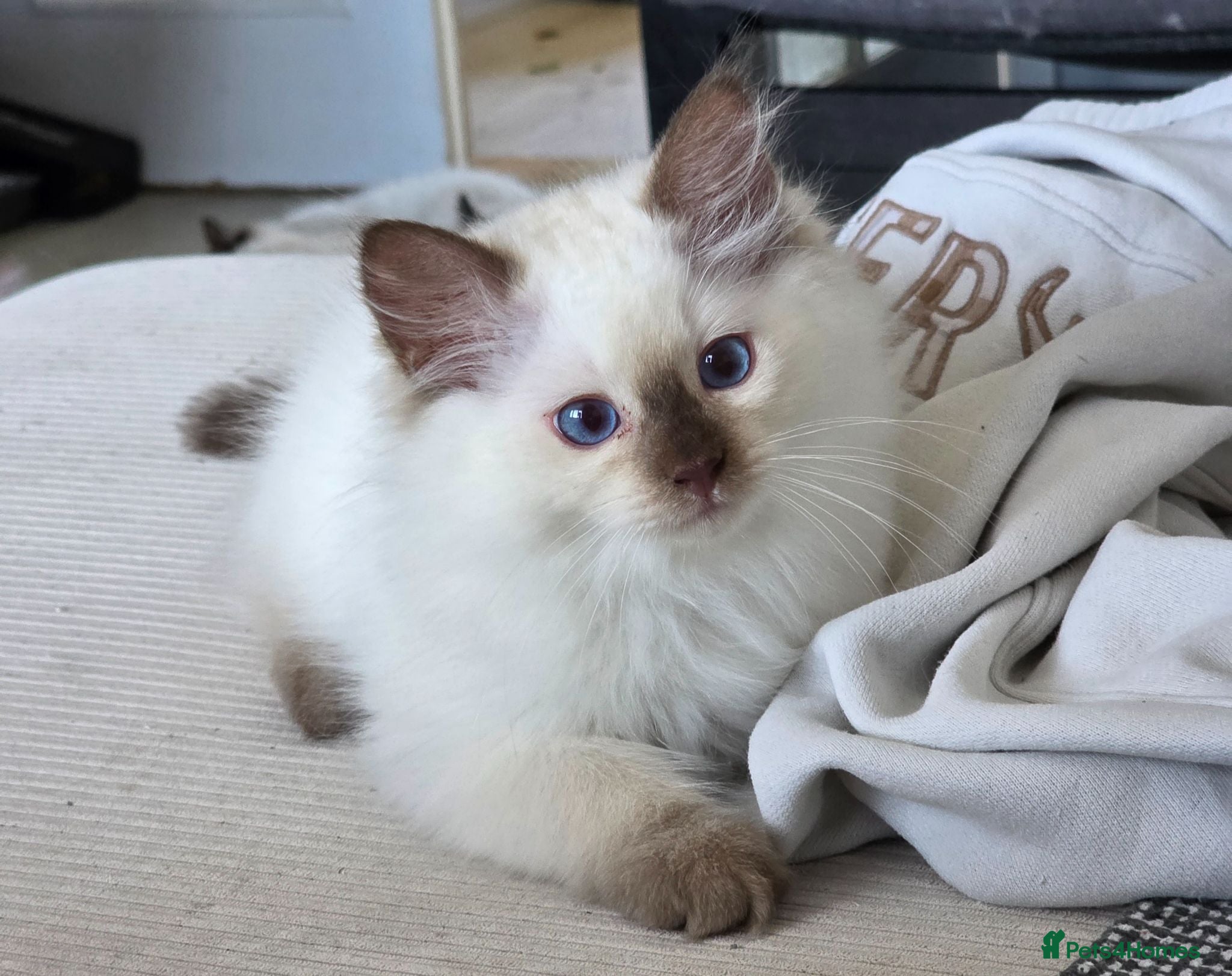 Ragdoll cats GCCF REGISTERED RAGDOLL KITTENS  - Advert 1