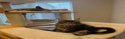 Maine Coon cats for sale: READY NOW last boy beautiful Maine Coon kittens - Advert 12