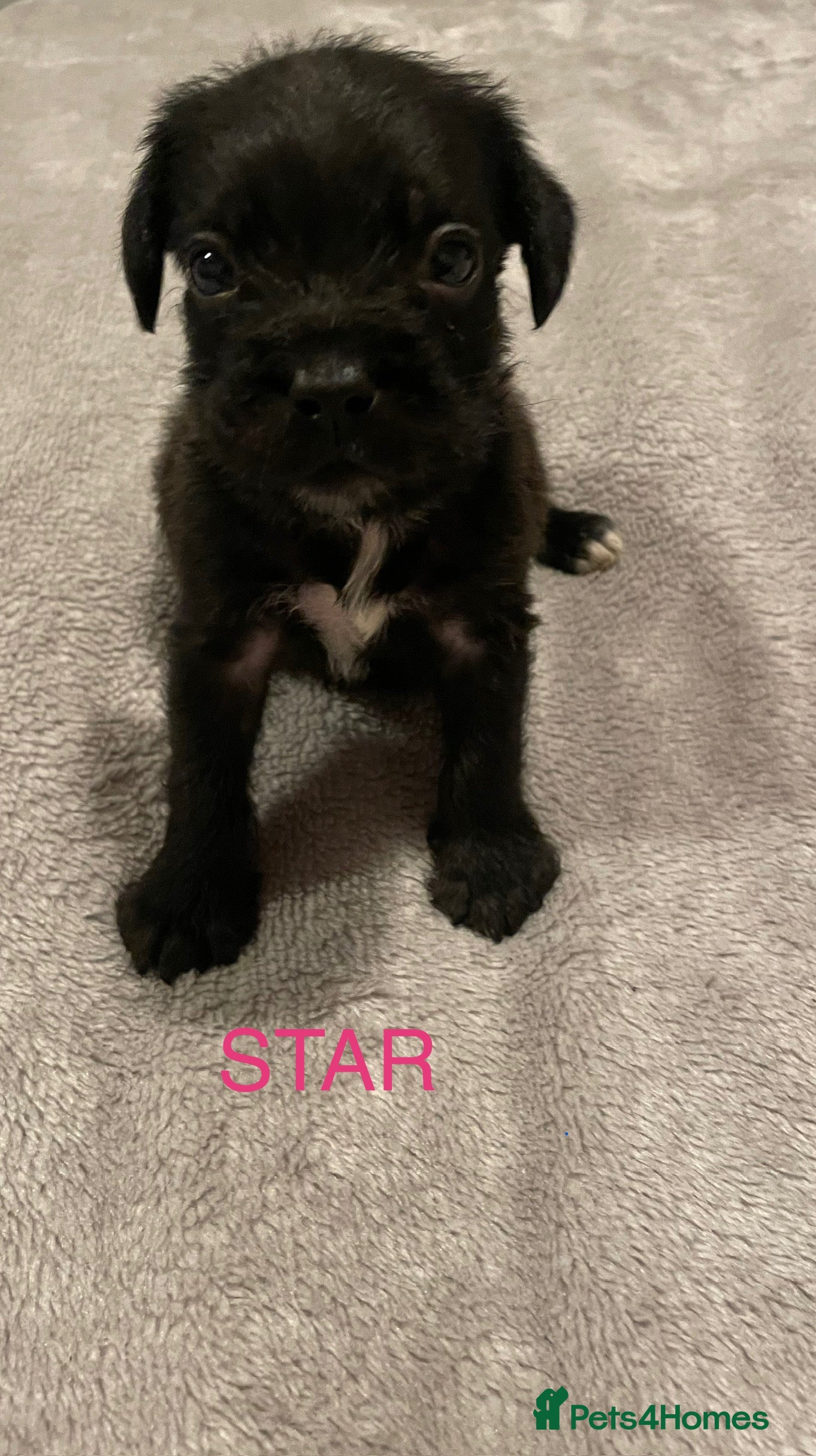 Mixed Breed dogs READY FOR THERE FOREVER HOMES 1 GIRL & - BOY  - Advert 5