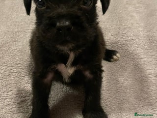 Mixed Breed dogs READY FOR THERE FOREVER HOMES 1 GIRL & - BOY - Advert 5