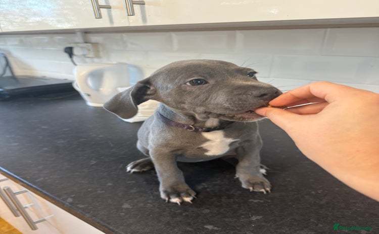 Staffordshire Bull Terrier dogs - Advert 1