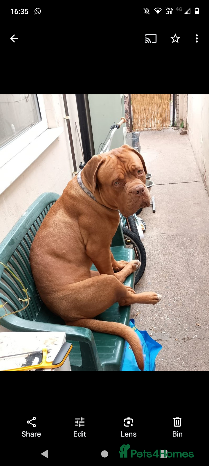 Dogue De Bordeaux dogs Marleys 17 months old - Advert 3
