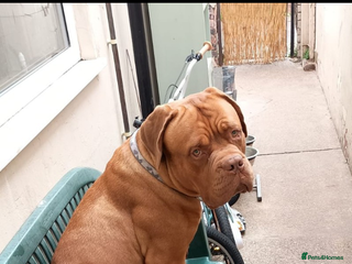 Dogue De Bordeaux dogs - Advert 29