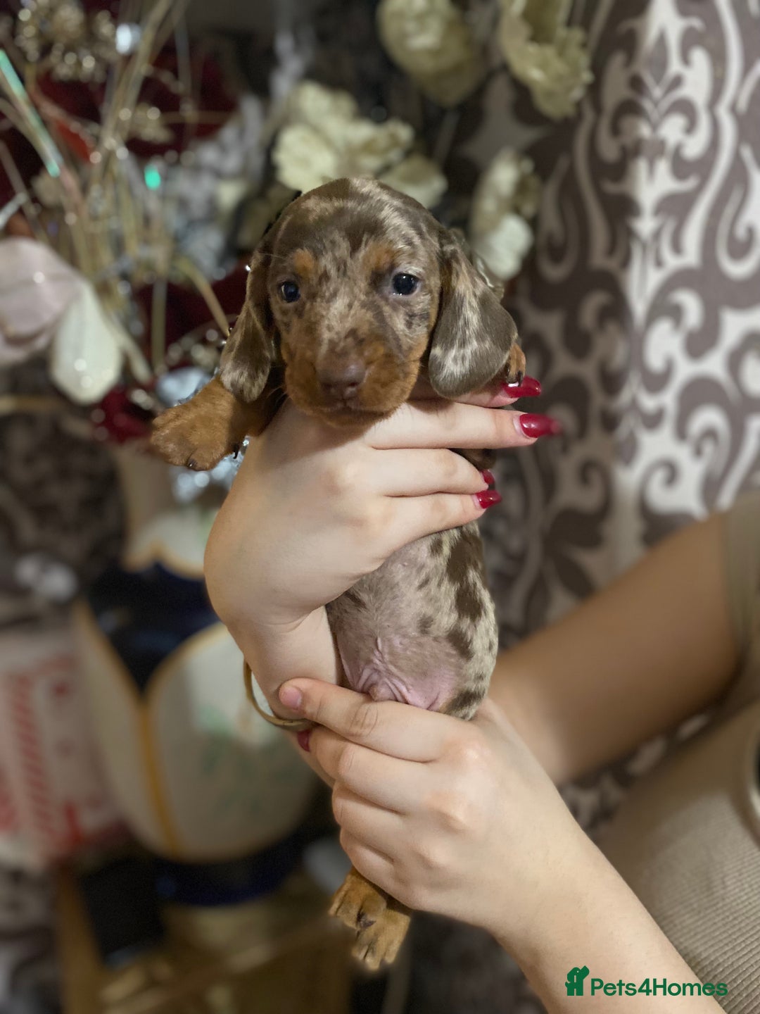 Dachshund dogs for sale: Gorgeous Dachshunds available  - Advert 5