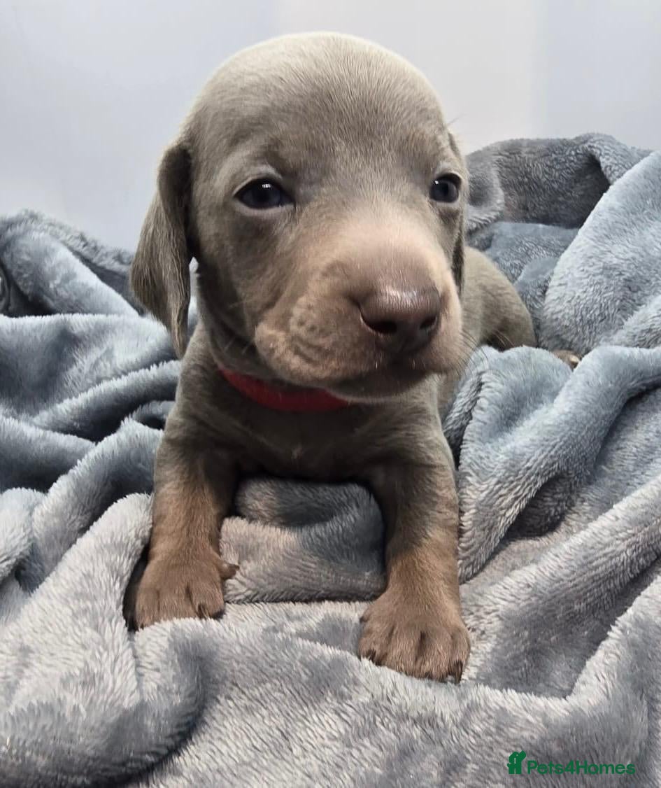 Miniature Dachshund dogs Pedigree Smooth Coat Miniature Dachshund - Advert 2