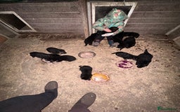 German Shepherd dogs for sale: German shepherd puppies  - Advert 5