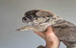 French Bulldog dogs for sale: Husky Panda Koi Frenchie = last 3 ready next week - Image 6