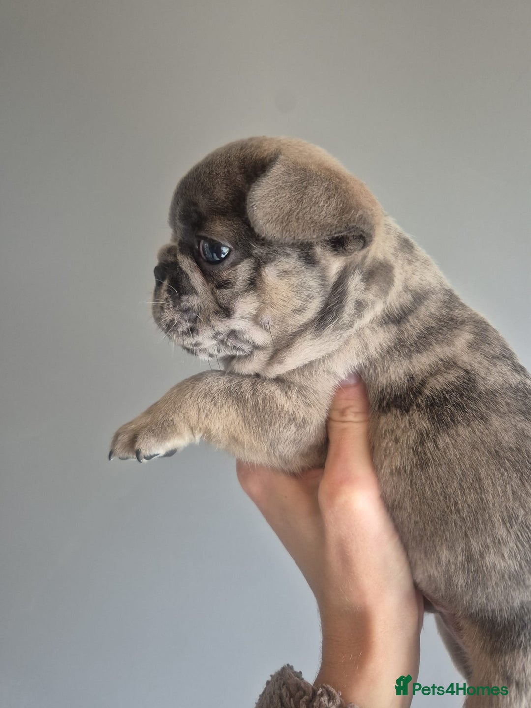 French Bulldog dogs for sale: Husky Panda Koi Frenchie = last 3 ready next week - Image 6