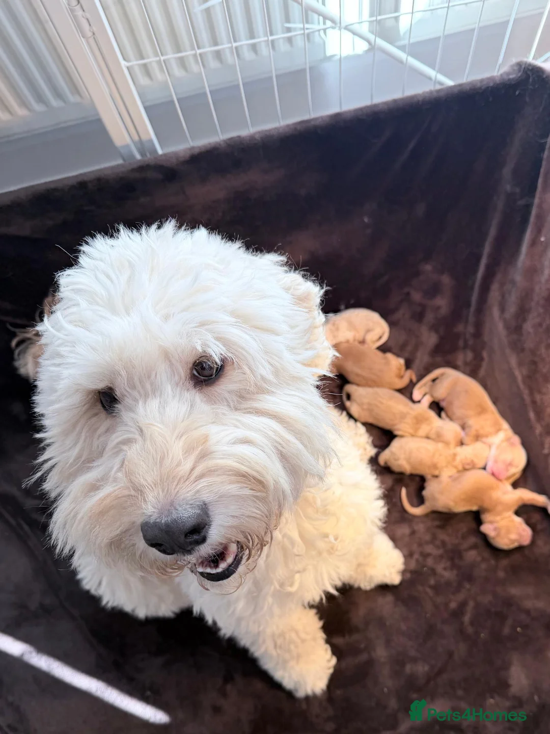 Mixed Breed dogs for sale: Cockerpoo Doodle Puppies looking for homes! in Rushden - Advert 1