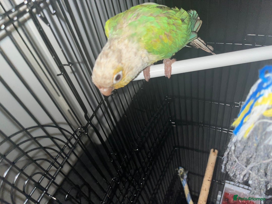 Conures birds for sale: Conure parrot  - Image 2
