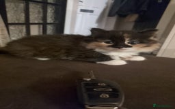 Mixed Breed cats for sale: Beautiful kittens  - Image 2