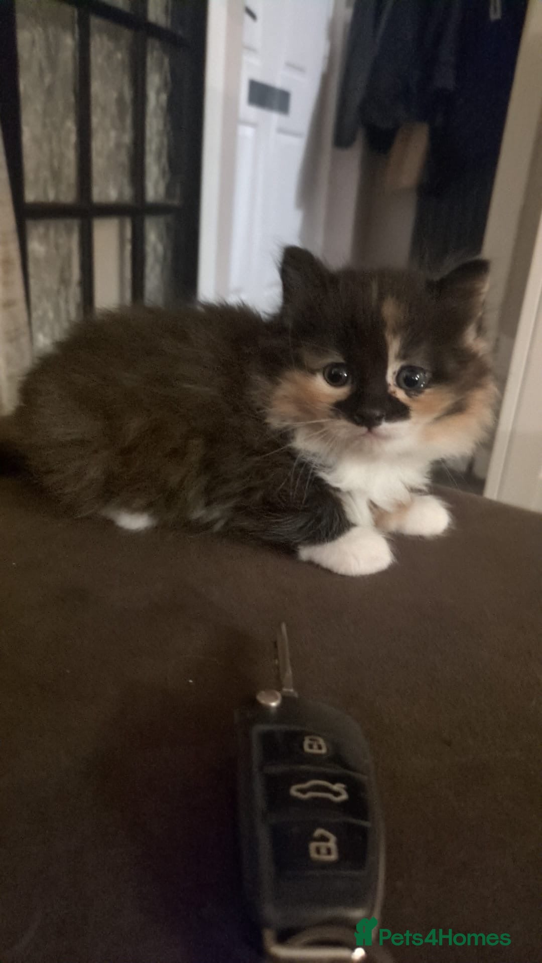 Mixed Breed cats for sale: Beautiful kittens  - Image 2