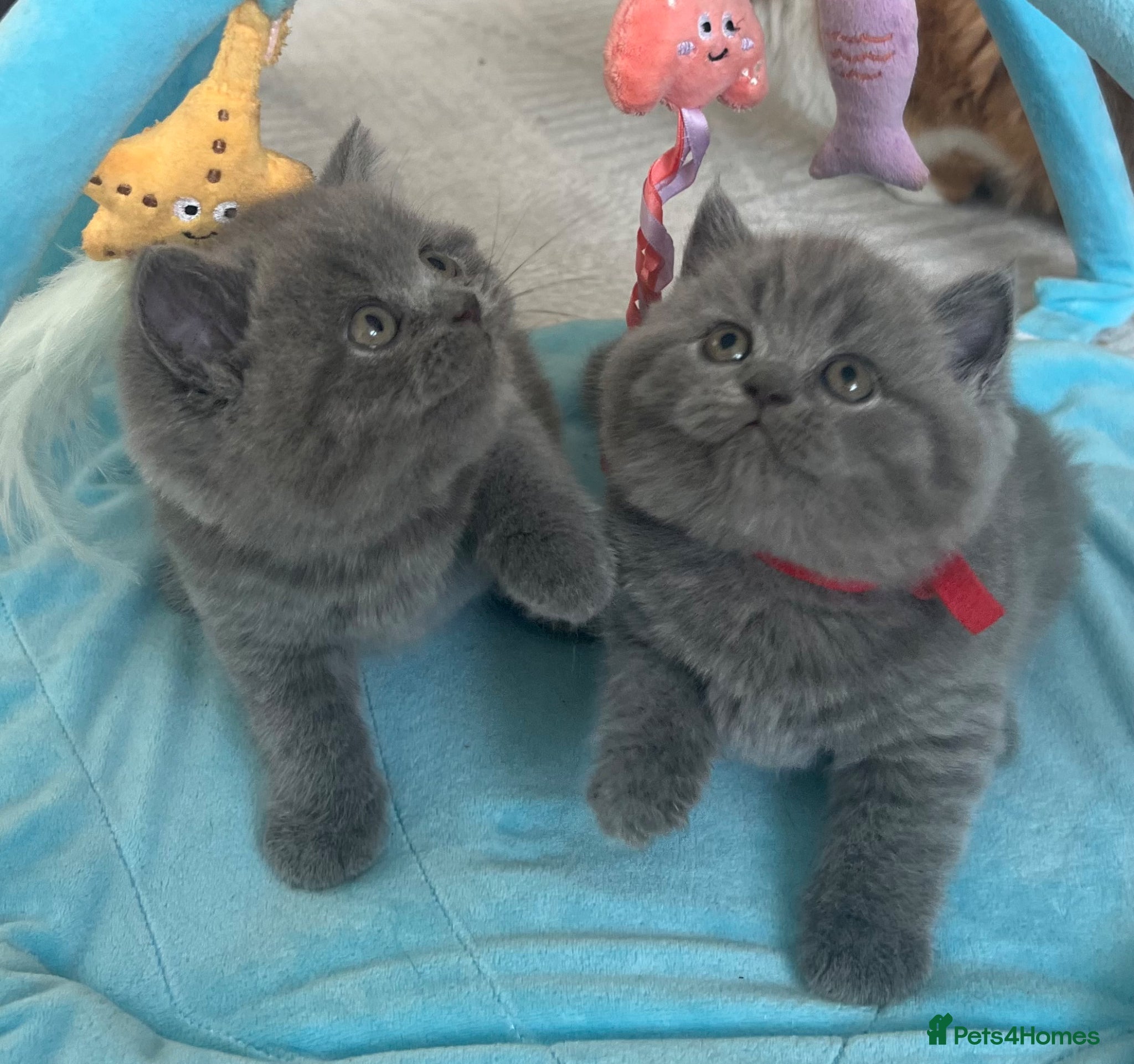 British Shorthair cats 🏆Exceptional GCCF Registered BSH Kittens - Advert 1