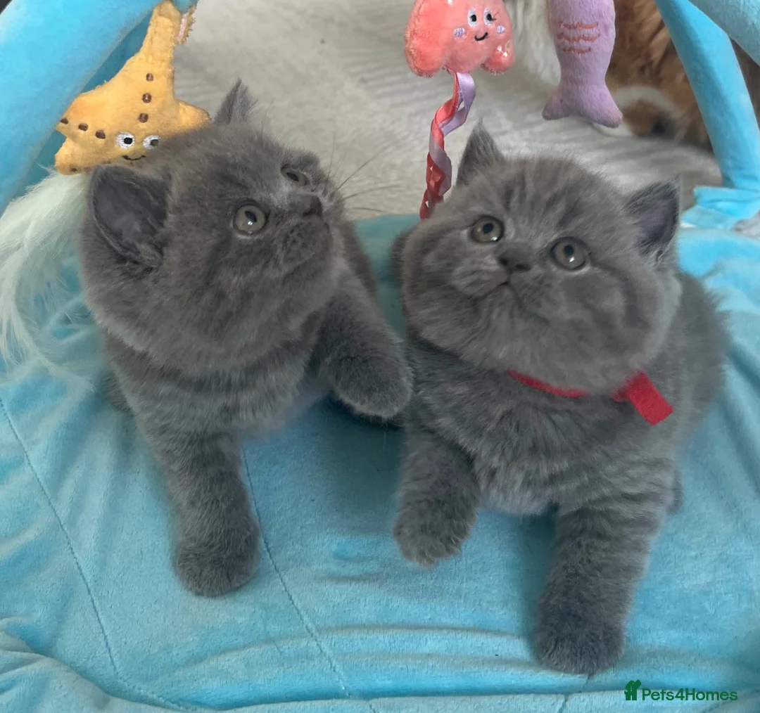 British Shorthair cats for sale: 🏆Exceptional GCCF Registered BSH Kittens - Advert 1