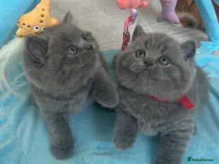 British Shorthair cats for sale: 🏆Exceptional GCCF Registered BSH Kittens - Advert 2