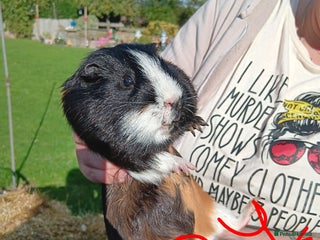 Guinea Pig rodents - Advert 15